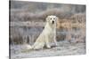Golden Retriever by Pond on Frosty Winter Morning, Canterbury, Connecticut, USA-Lynn M^ Stone-Stretched Canvas