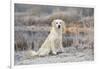 Golden Retriever by Pond on Frosty Winter Morning, Canterbury, Connecticut, USA-Lynn M^ Stone-Framed Photographic Print