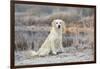 Golden Retriever by Pond on Frosty Winter Morning, Canterbury, Connecticut, USA-Lynn M^ Stone-Framed Photographic Print