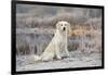 Golden Retriever by Pond on Frosty Winter Morning, Canterbury, Connecticut, USA-Lynn M^ Stone-Framed Photographic Print