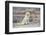 Golden Retriever by Pond on Frosty Winter Morning, Canterbury, Connecticut, USA-Lynn M^ Stone-Framed Photographic Print