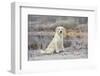 Golden Retriever by Pond on Frosty Winter Morning, Canterbury, Connecticut, USA-Lynn M^ Stone-Framed Photographic Print