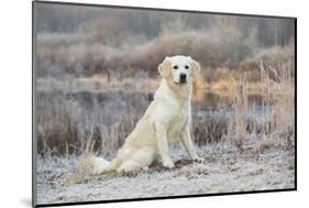 Golden Retriever by Pond on Frosty Winter Morning, Canterbury, Connecticut, USA-Lynn M^ Stone-Mounted Photographic Print