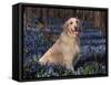 Golden Retriever (Canis Familiaris) Among Bluebells, USA-Lynn M. Stone-Framed Stretched Canvas