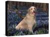 Golden Retriever (Canis Familiaris) Among Bluebells, USA-Lynn M. Stone-Stretched Canvas