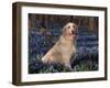 Golden Retriever (Canis Familiaris) Among Bluebells, USA-Lynn M. Stone-Framed Photographic Print