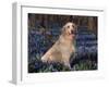 Golden Retriever (Canis Familiaris) Among Bluebells, USA-Lynn M. Stone-Framed Photographic Print