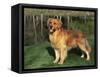 Golden Retriever (Canis Familiaris) Illinois, USA-Lynn M. Stone-Framed Stretched Canvas