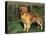 Golden Retriever (Canis Familiaris) Illinois, USA-Lynn M. Stone-Stretched Canvas