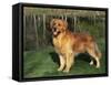 Golden Retriever (Canis Familiaris) Illinois, USA-Lynn M. Stone-Framed Stretched Canvas