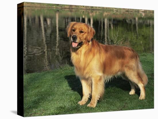 Golden Retriever (Canis Familiaris) Illinois, USA-Lynn M. Stone-Stretched Canvas