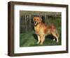 Golden Retriever (Canis Familiaris) Illinois, USA-Lynn M. Stone-Framed Premium Photographic Print