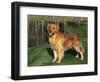 Golden Retriever (Canis Familiaris) Illinois, USA-Lynn M. Stone-Framed Premium Photographic Print