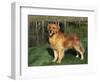 Golden Retriever (Canis Familiaris) Illinois, USA-Lynn M. Stone-Framed Premium Photographic Print