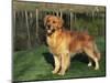 Golden Retriever (Canis Familiaris) Illinois, USA-Lynn M. Stone-Mounted Premium Photographic Print