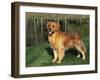 Golden Retriever (Canis Familiaris) Illinois, USA-Lynn M. Stone-Framed Photographic Print