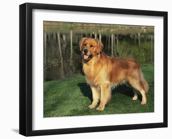 Golden Retriever (Canis Familiaris) Illinois, USA-Lynn M. Stone-Framed Photographic Print