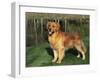 Golden Retriever (Canis Familiaris) Illinois, USA-Lynn M. Stone-Framed Photographic Print