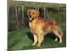 Golden Retriever (Canis Familiaris) Illinois, USA-Lynn M. Stone-Mounted Photographic Print