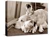 Golden Retriever Dog Adopts Kittens, 1964-null-Stretched Canvas