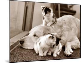 Golden Retriever Dog Adopts Kittens, 1964-null-Mounted Premium Photographic Print