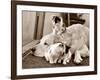 Golden Retriever Dog Adopts Kittens, 1964-null-Framed Photographic Print