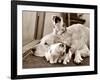 Golden Retriever Dog Adopts Kittens, 1964-null-Framed Photographic Print