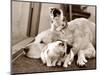 Golden Retriever Dog Adopts Kittens, 1964-null-Mounted Photographic Print