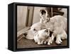 Golden Retriever Dog Adopts Kittens, 1964-null-Framed Stretched Canvas