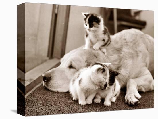 Golden Retriever Dog Adopts Kittens, 1964-null-Stretched Canvas