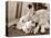 Golden Retriever Dog Adopts Kittens, 1964-null-Stretched Canvas
