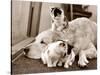 Golden Retriever Dog Adopts Kittens, 1964-null-Stretched Canvas