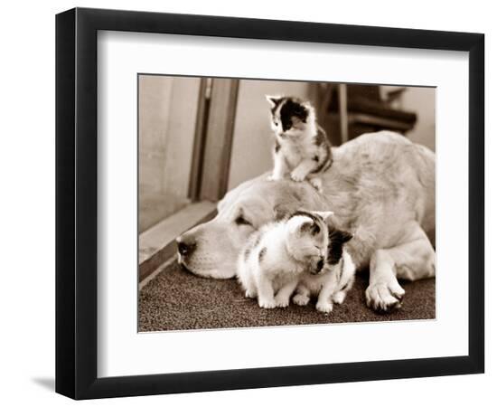 Premium Photographic Print, , large