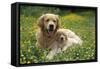 Golden Retriever Dog and Puppy-null-Framed Stretched Canvas