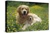 Golden Retriever Dog and Puppy-null-Stretched Canvas