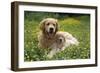 Golden Retriever Dog and Puppy-null-Framed Photographic Print