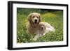 Golden Retriever Dog and Puppy-null-Framed Photographic Print
