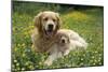 Golden Retriever Dog and Puppy-null-Mounted Photographic Print
