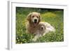 Golden Retriever Dog and Puppy-null-Framed Photographic Print