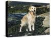 Golden Retriever Dog on Coast, Maine, USA-Lynn M. Stone-Stretched Canvas