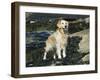 Golden Retriever Dog on Coast, Maine, USA-Lynn M. Stone-Framed Photographic Print