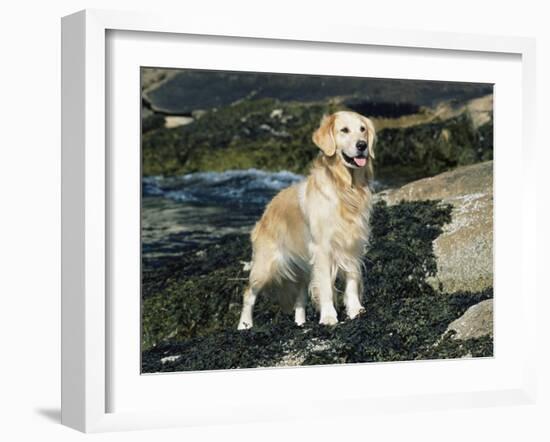 Golden Retriever Dog on Coast, Maine, USA-Lynn M. Stone-Framed Photographic Print