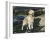 Golden Retriever Dog on Coast, Maine, USA-Lynn M. Stone-Framed Photographic Print