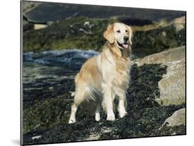 Golden Retriever Dog on Coast, Maine, USA-Lynn M. Stone-Mounted Photographic Print