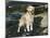 Golden Retriever Dog on Coast, Maine, USA-Lynn M. Stone-Mounted Photographic Print