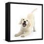 Golden Retriever Dog Pup, Oscar, 3 Months, In Play-Bow, Against White Background-Mark Taylor-Framed Stretched Canvas