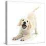 Golden Retriever Dog Pup, Oscar, 3 Months, In Play-Bow, Against White Background-Mark Taylor-Stretched Canvas