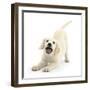 Golden Retriever Dog Pup, Oscar, 3 Months, In Play-Bow, Against White Background-Mark Taylor-Framed Photographic Print