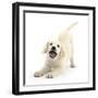 Golden Retriever Dog Pup, Oscar, 3 Months, In Play-Bow, Against White Background-Mark Taylor-Framed Photographic Print