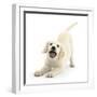 Golden Retriever Dog Pup, Oscar, 3 Months, In Play-Bow, Against White Background-Mark Taylor-Framed Photographic Print